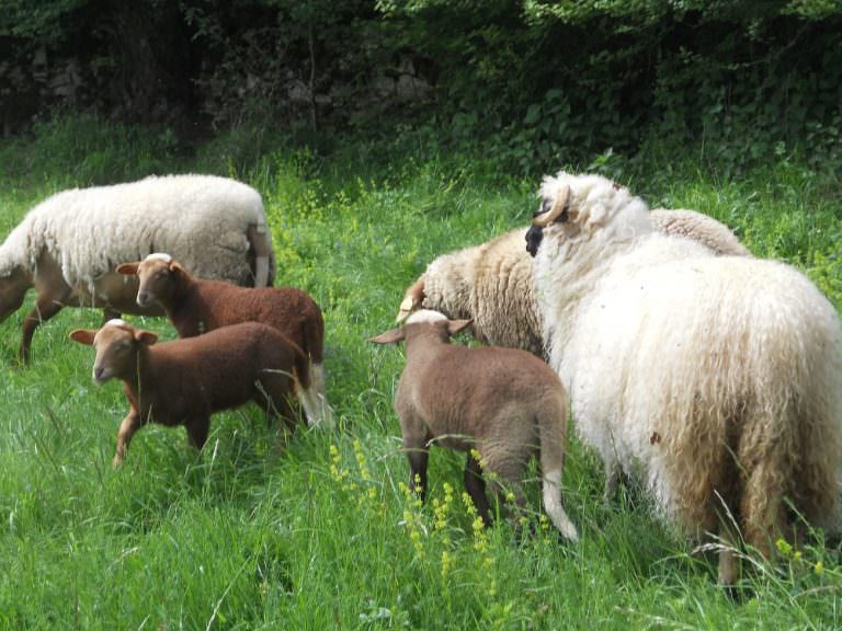 Ferme du breil